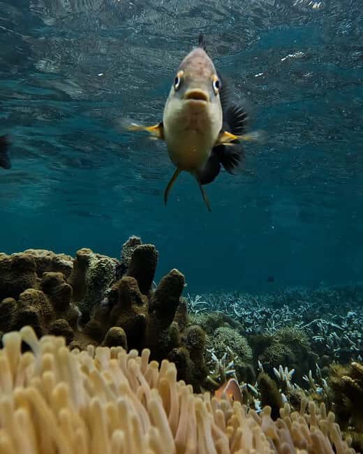 Dolphin tour + snorkeling at Pungume island and sandbak BBQ - A Deep Dive into the Day’s Itinerary