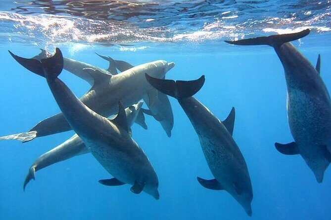 Dolphin trip with private speedboat and snorkeling - What Makes This Tour Special?