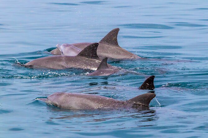 Dolphin Watch & Snorkeling at Kisite Marine Park & Wasini Island - The Experience from Travelers’ Perspectives