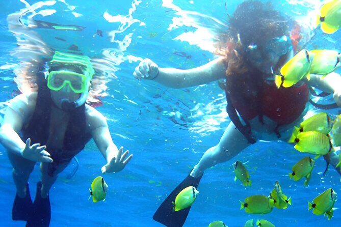 Dolphin Watching and Snorkeling Activity in Muscat - What’s Included and How It Works