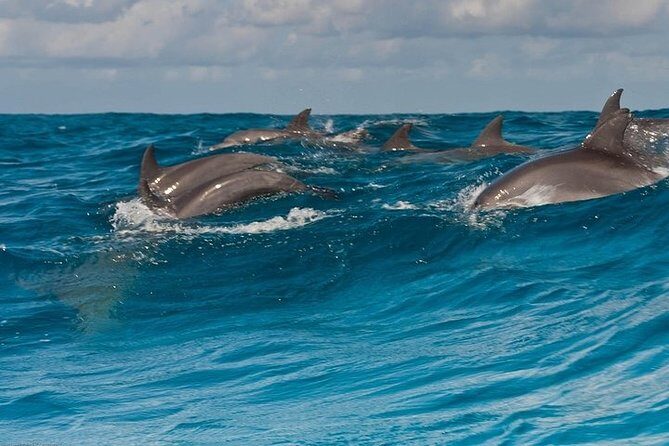 Dolphin watching and Snorkeling at Mnemba Atoll - Private Tour - What’s Included and What’s Not