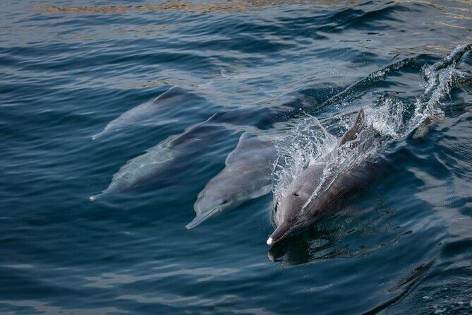 Dolphin Watching and Snorkeling Cruise Experience in Muscat - The Itinerary and Its Highlights