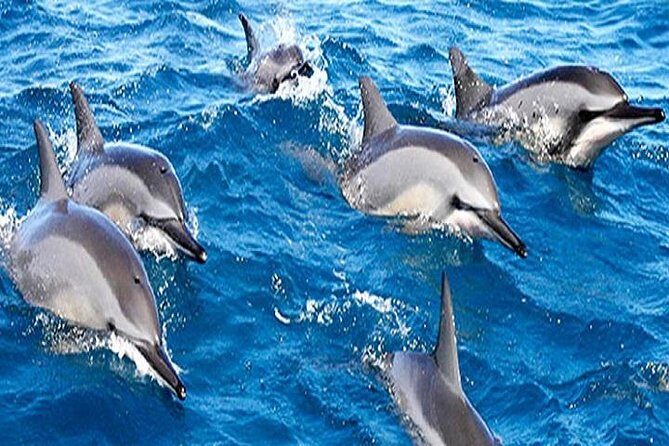 Dolphin Watching and Snorkeling Tour from Muscat - The Practical Side: Whats Included and Cost-Effectiveness