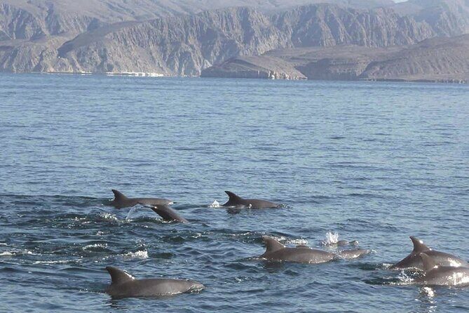 Dolphin Watching Cruise from Muscat - Who Will Love This Experience?