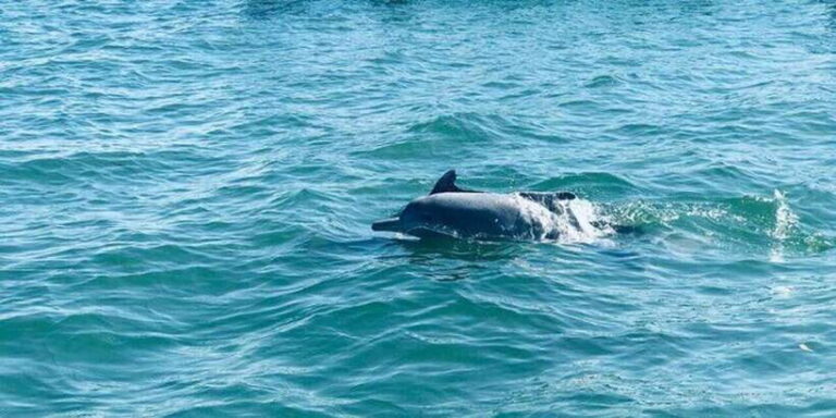 Dolphin Watching in Kalpitiya - Who Would Enjoy This Tour?