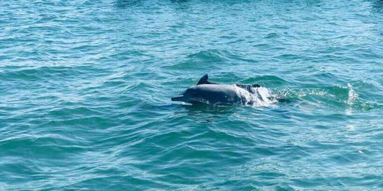 Dolphin Watching in Trincomalee - Who Will Love This Tour?