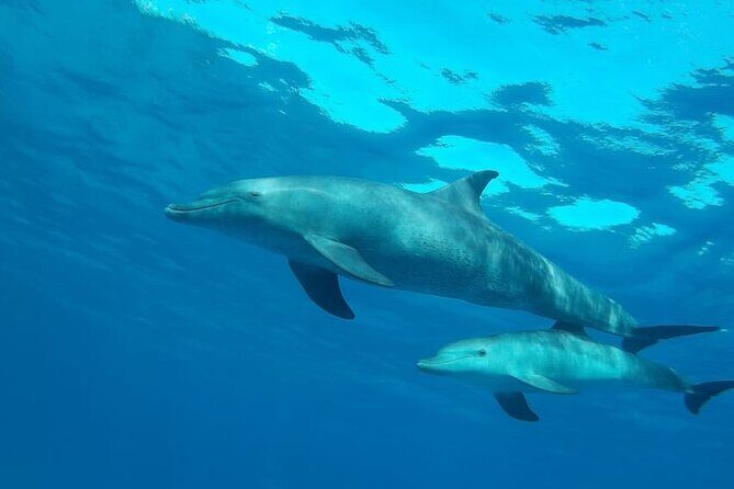 Dolphin Watching & Snorkeling Adventure with Lunch - Final Thoughts: Is It Worth It?