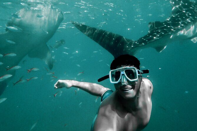 Dolphin Watching & Snorkeling - What Do Travelers Love Most?