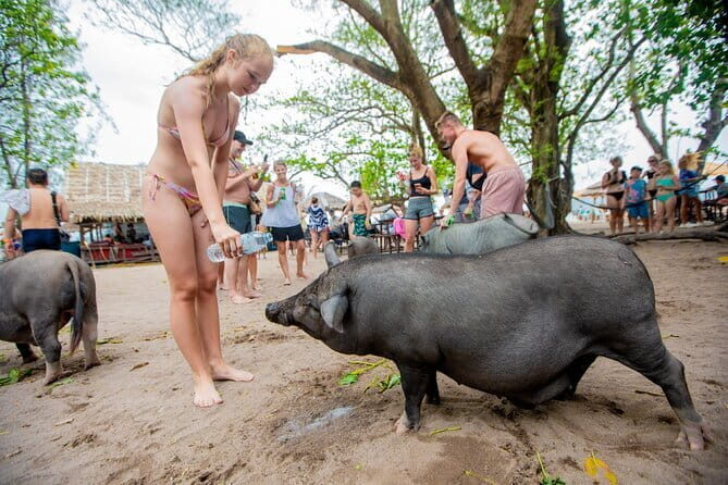 Dolphin Watching Tan and Pig Island Tour from Koh Samui - The Value and Overall Experience