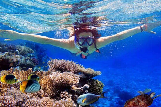 Dolphin Watching Tour, Swimming with Dolphins and Snorkeling - Authentic Encounters & Tour Reviews