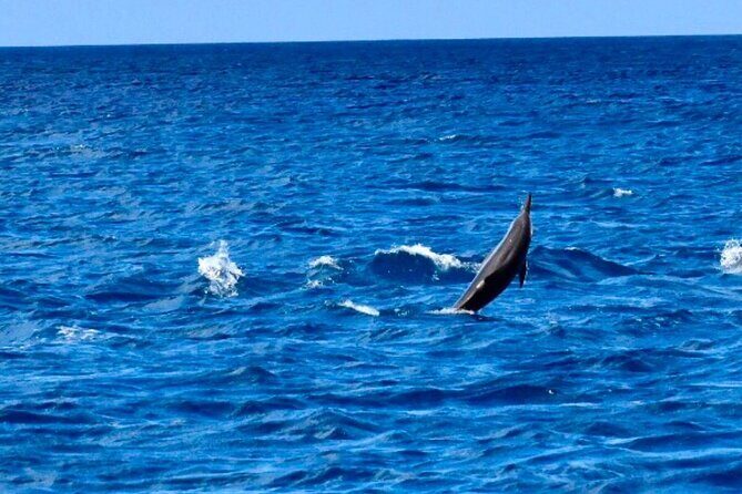 Dolphins Encounter and Whale Watching - The Group Size and Booking Process