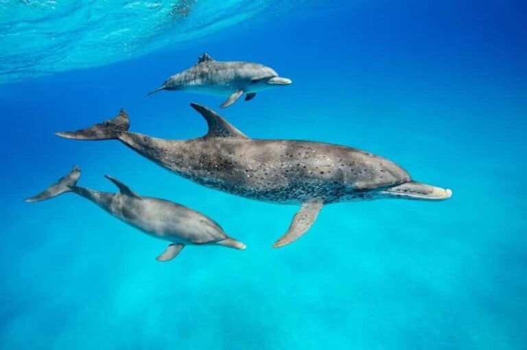 Dolphins tour and turtles swimming in kizimkazi - The Itinerary and What You Can Expect