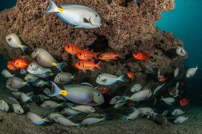 Double Diving in Sal Island - Half Day - An In-Depth Look at the Tour