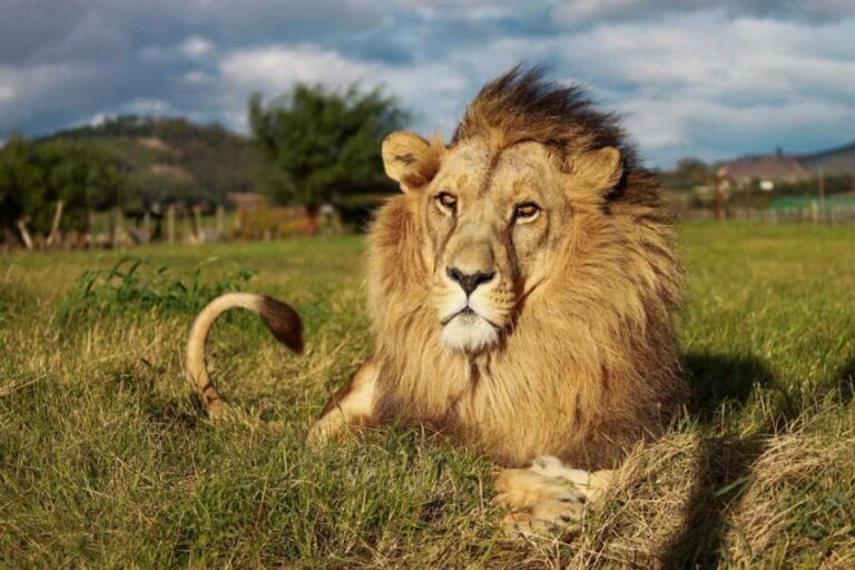 Drakenstein Lion Park Entry Ticket - The Bottom Line: Is It Worth It?