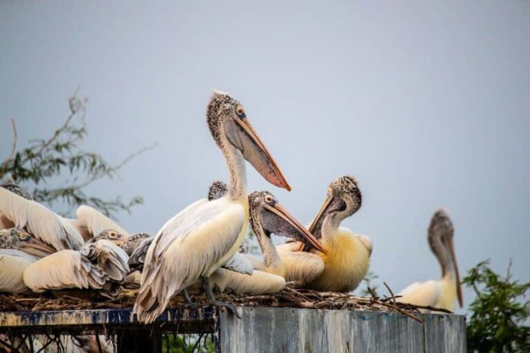 Drop Agra from Delhi See Fasthpur Sikri, Bharatpur Bird Park - Practicalities of the Tour