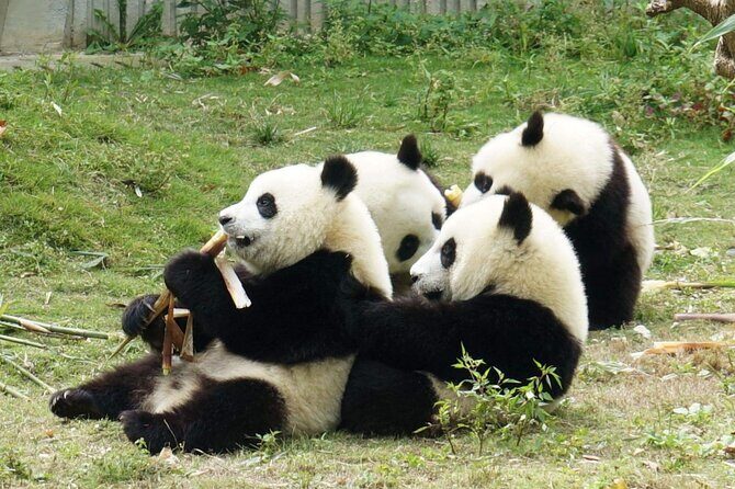 Dujiangyan/Wolong Panda Sanctuary day tour option panda keeper - Analyzing the Value for Money