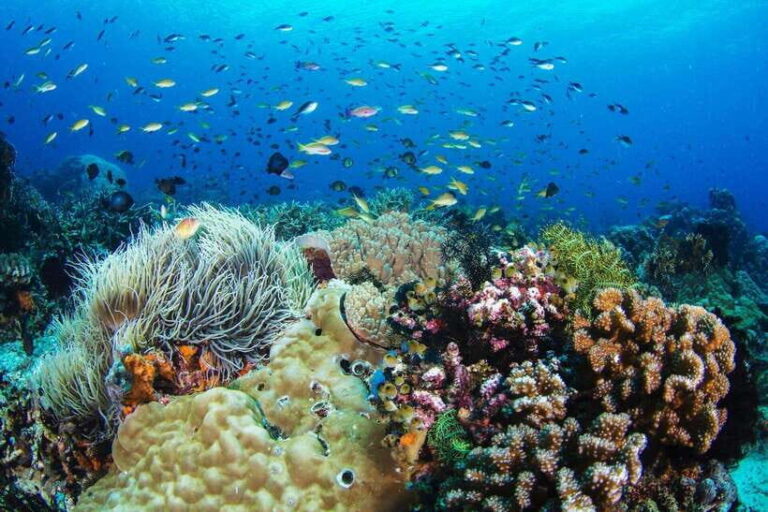 Dumaguete: Apo Island Snorkeling and Hiking Joiners Tour - The Itinerary in Detail