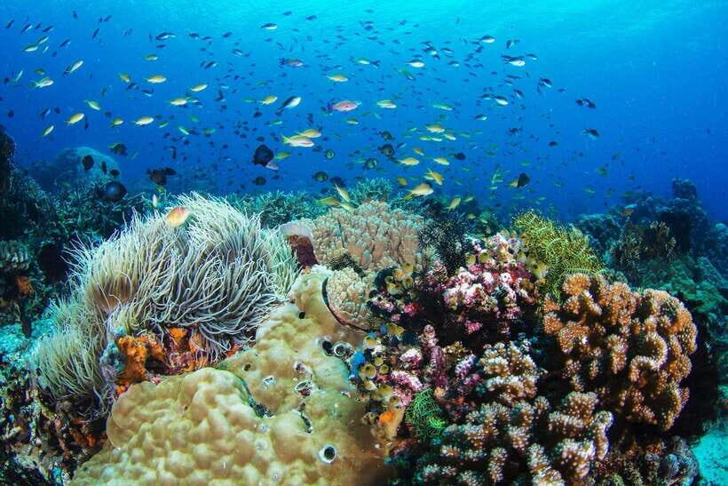 Dumaguete: Apo Island Snorkeling and Hiking Joiners Tour - The Itinerary in Detail