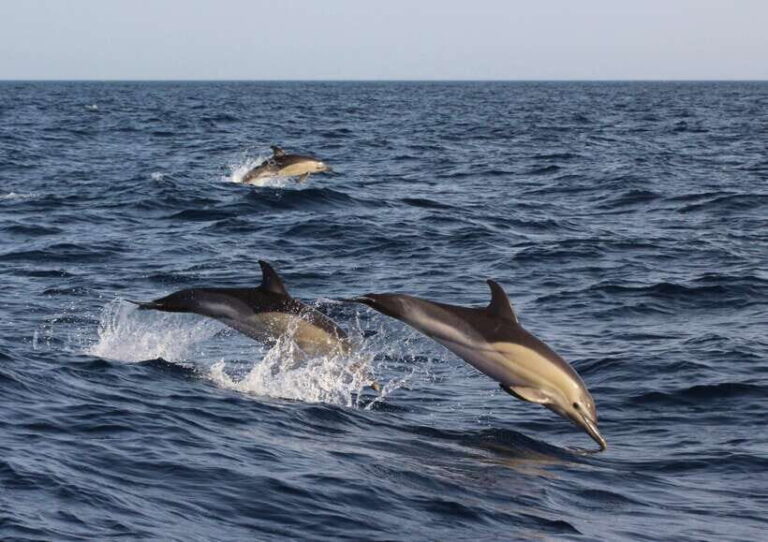 Dumaguete: Dolphin Watching & Manjuyod Sandbar Private Tour - Why This Tour Offers Great Value
