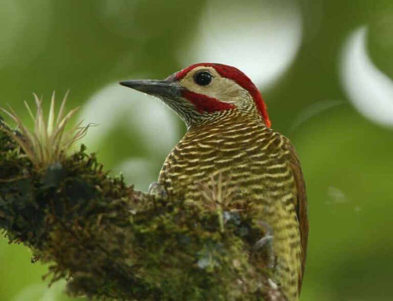 Durban: Birdwatching Tour - What Makes This Tour Special?