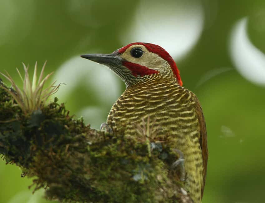Durban: Birdwatching Tour - What Makes This Tour Special?