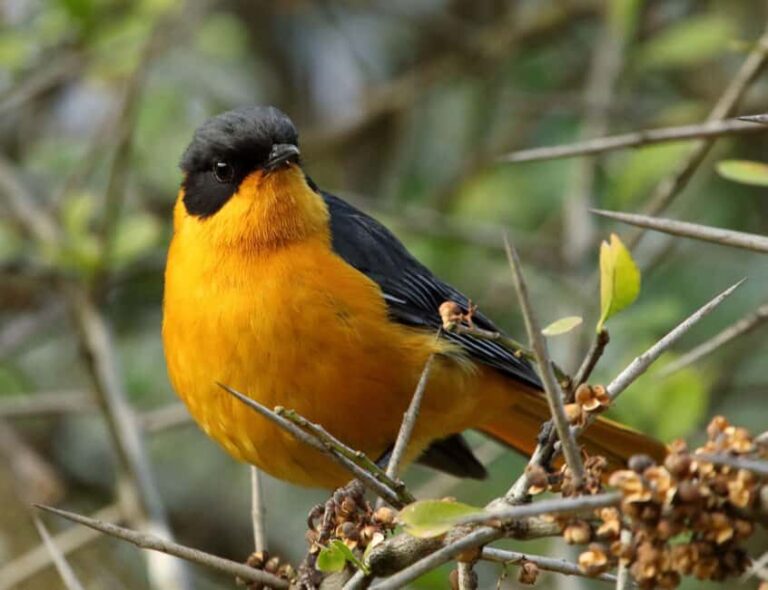 Durban: Dlinza Forest Birdwatching Tour - An In-Depth Look at the Dlinza Forest Birdwatching Experience