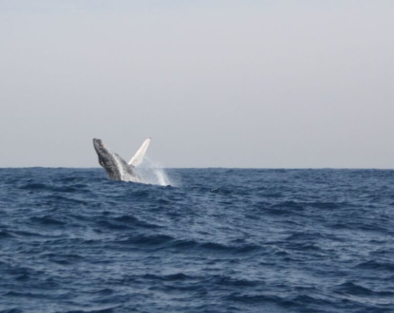 Durban: Durban: Whale and Dolphin Watching Boat Tour - What to Expect on the Tour