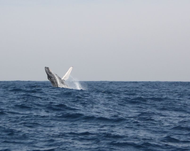Durban: Durban: Whale and Dolphin Watching Boat Tour - What to Expect on the Tour