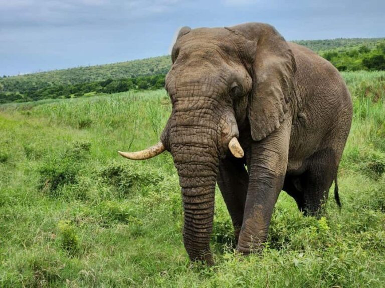 Durban: Full Day Hluhluwe-iMfolozi Game Reserve with lunch - Who Will Love This Tour?