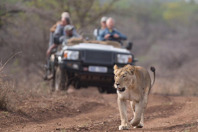 Durban: Go on Safari at 2 Game Reserves (Hluhluwe-Imfolozi) Pro Zeiss Binoculars - Discovering the Itinerary: From Wilderness to Private Reserve