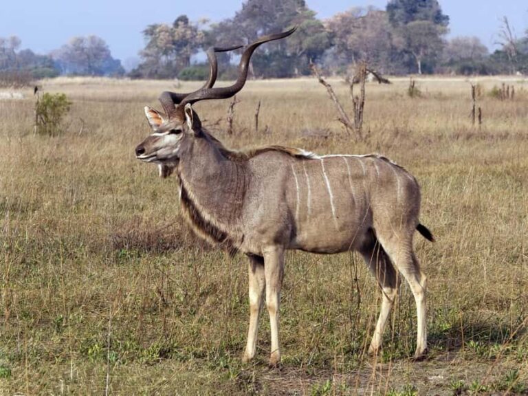 Durban: Half Day Tala Game Reserve and Phezulu Safari Tour - FAQs