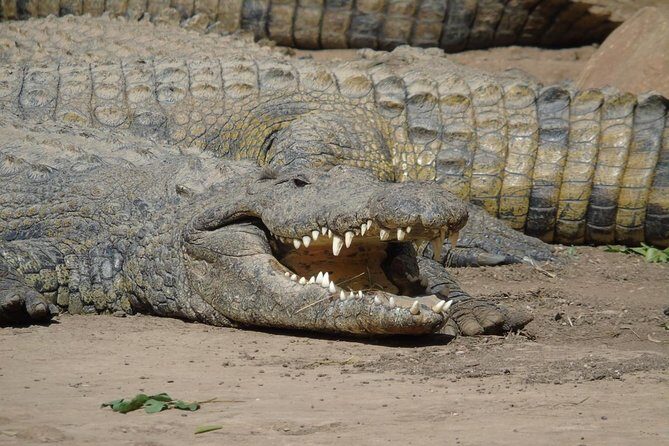 Durban Shore Excursion: Valley of 1000 Hills and PheZulu Tour - Transportation and Group Dynamics
