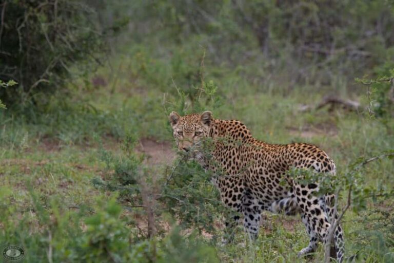 Durban:3 Day Hluhluwe-Imfolozi Park, St Lucia, iSimangaliso - What Makes This Tour Stand Out?