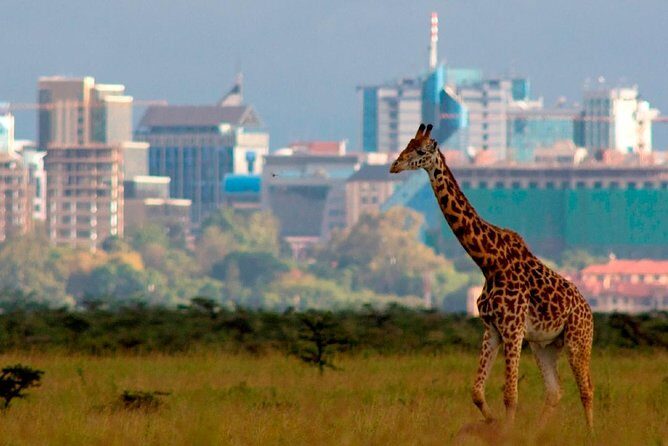 Early Morning Group Joining Game Drive In Nairobi National Park - The Itinerary: What to Expect