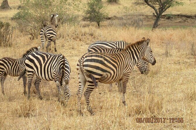 Early Morning Group Joining Mini Safari To Nairobi National Park - The Itinerary: What to Expect
