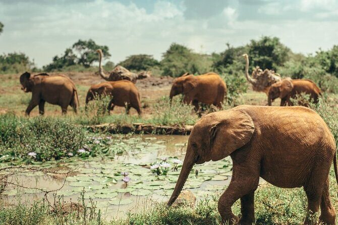 Early Morning Half Day Group Tour to Nairobi National Park - What Travelers Say: Authentic Perspectives