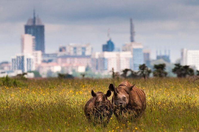 Early Morning Half Day Mini Safari To Nairobi National Park - The Value Proposition