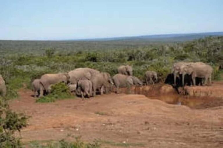 East London: Addo Elephant Park 2-Day Photo Safari - The Value of the Experience