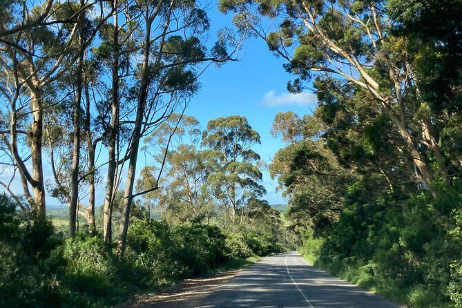 East London Airport Private Shuttle to Chintsa - Why Travelers Are Happy with This Service