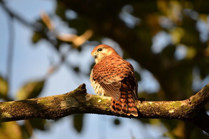 Ebony Forest Reserve Chamarel: Endemic Birdwatching Guided Tour - Practical Details and Tips