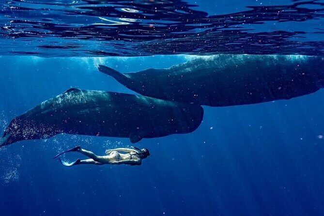 Eco-friendly Dolphin Watching Tour in Mauritius - The Practicalities: Timing, Group Size, and Pricing