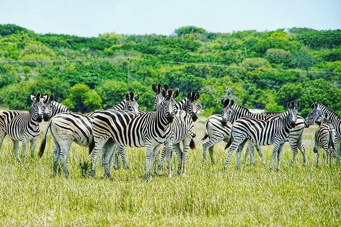 Economic 1Day Maputo Special Reserve Safari(Maputo National Park) - What Makes This Safari Stand Out