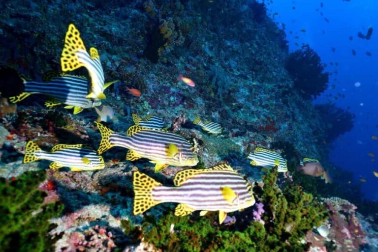 Eilat: Intro to Diving with Certified Instructor - FAQ