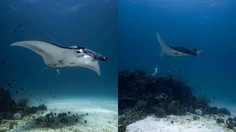 El Nido: Manta Ray Diving Experience in Sibaltan - What to Expect: An Itinerary Designed for Authenticity and Comfort