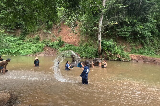 Elephant care program at Chiangmai Elephant Care - A Closer Look at the Experience