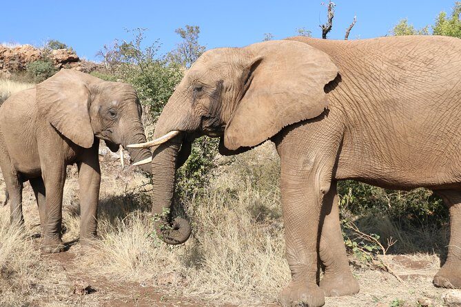 Elephant Experience & Lesedi Cultural Village - The Experience in Action: Real Traveler Insights