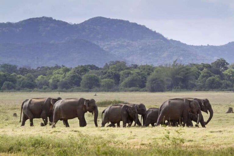 Elephant Jeep Safari at Minneriya National Park - Detailed Breakdown of the Itinerary