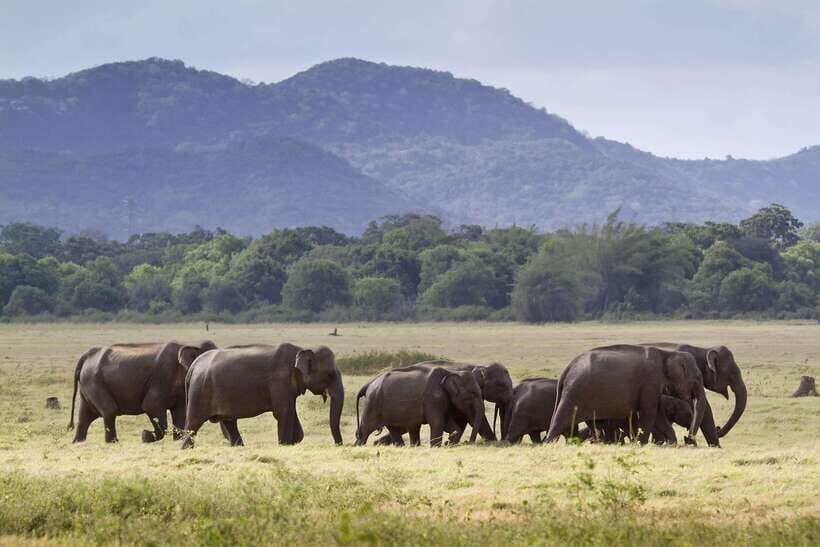Elephant Jeep Safari at Minneriya National Park - Detailed Breakdown of the Itinerary