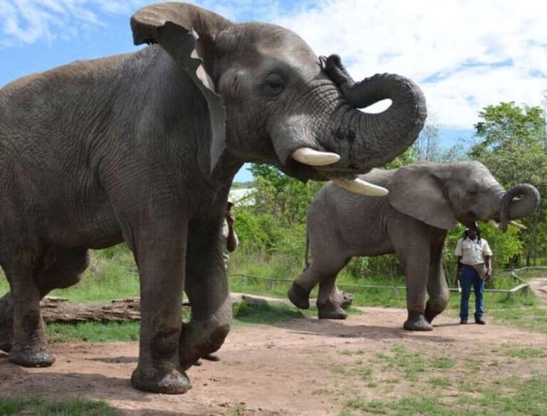 Elephant & Monkey Santuary with Lion Park Tour - FAQs