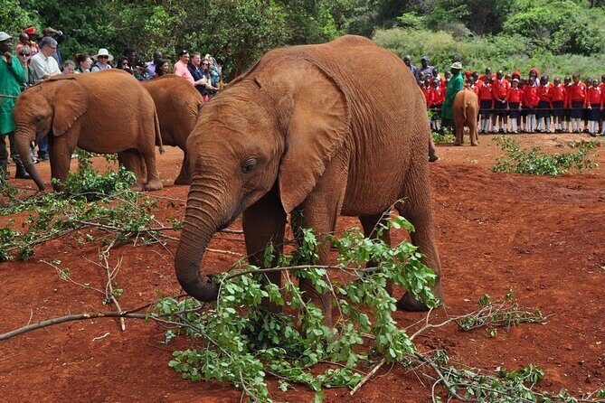 Elephant Orphanage and Giraffe Center Nairobi Day Tour - The Second Stop: Giraffe Center
